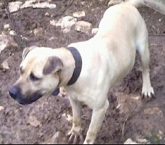 Photo of the dog