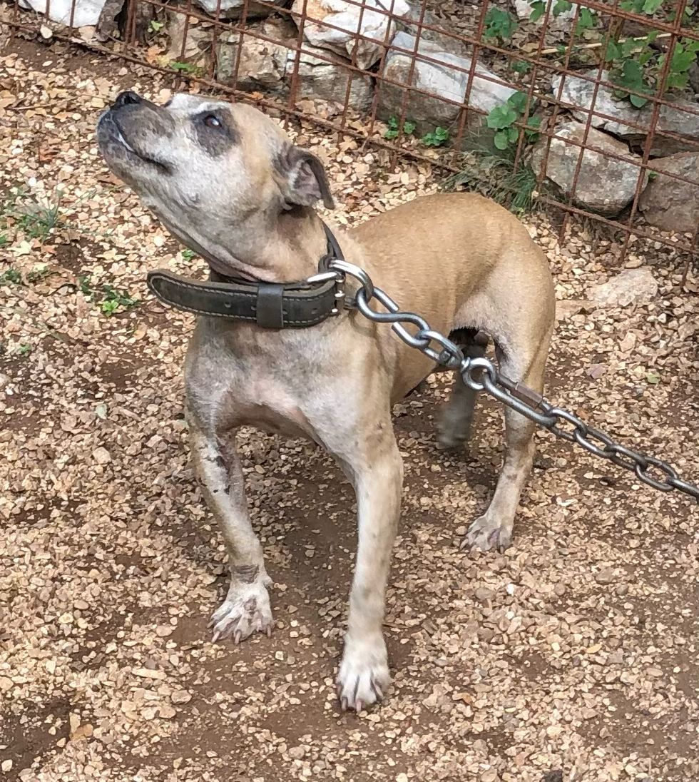Photo of the dog