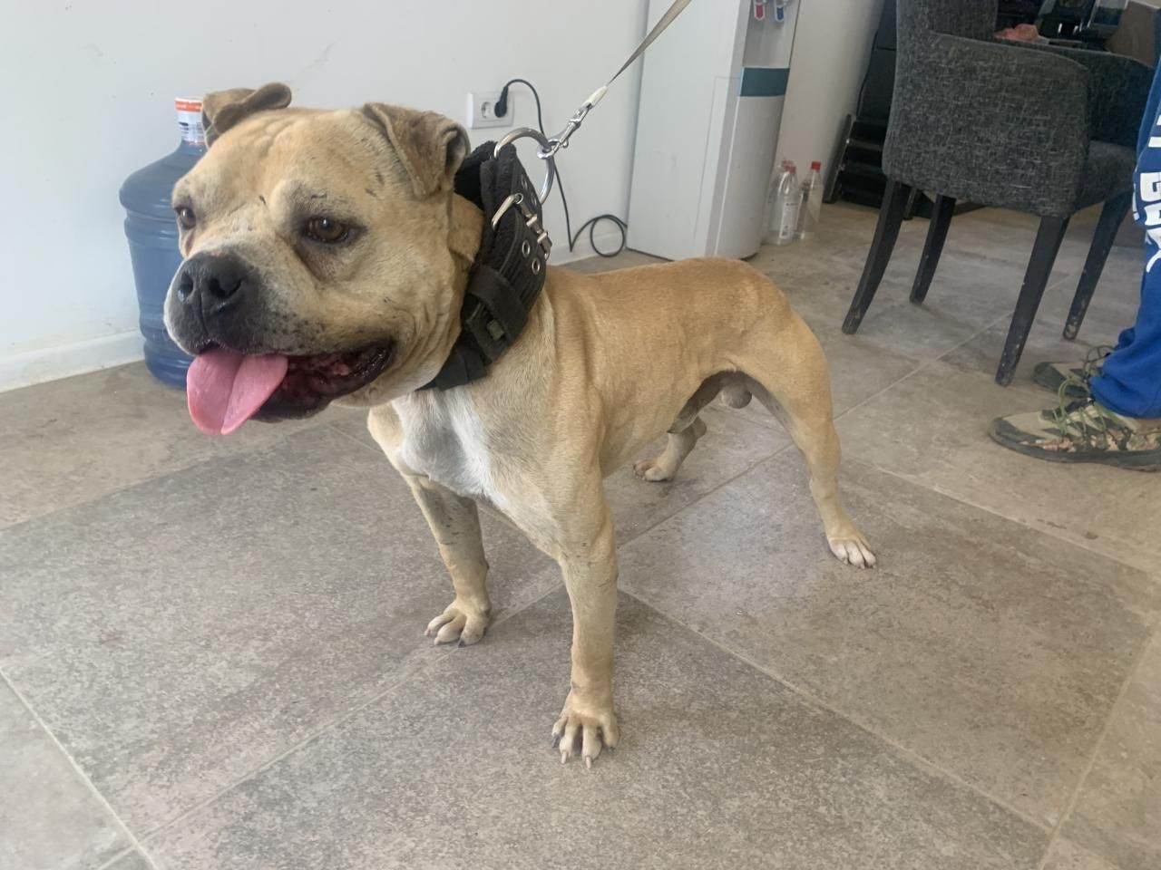 Photo of the dog