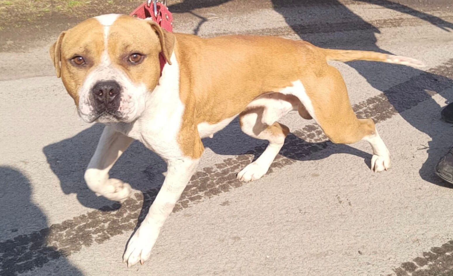 Photo of the dog