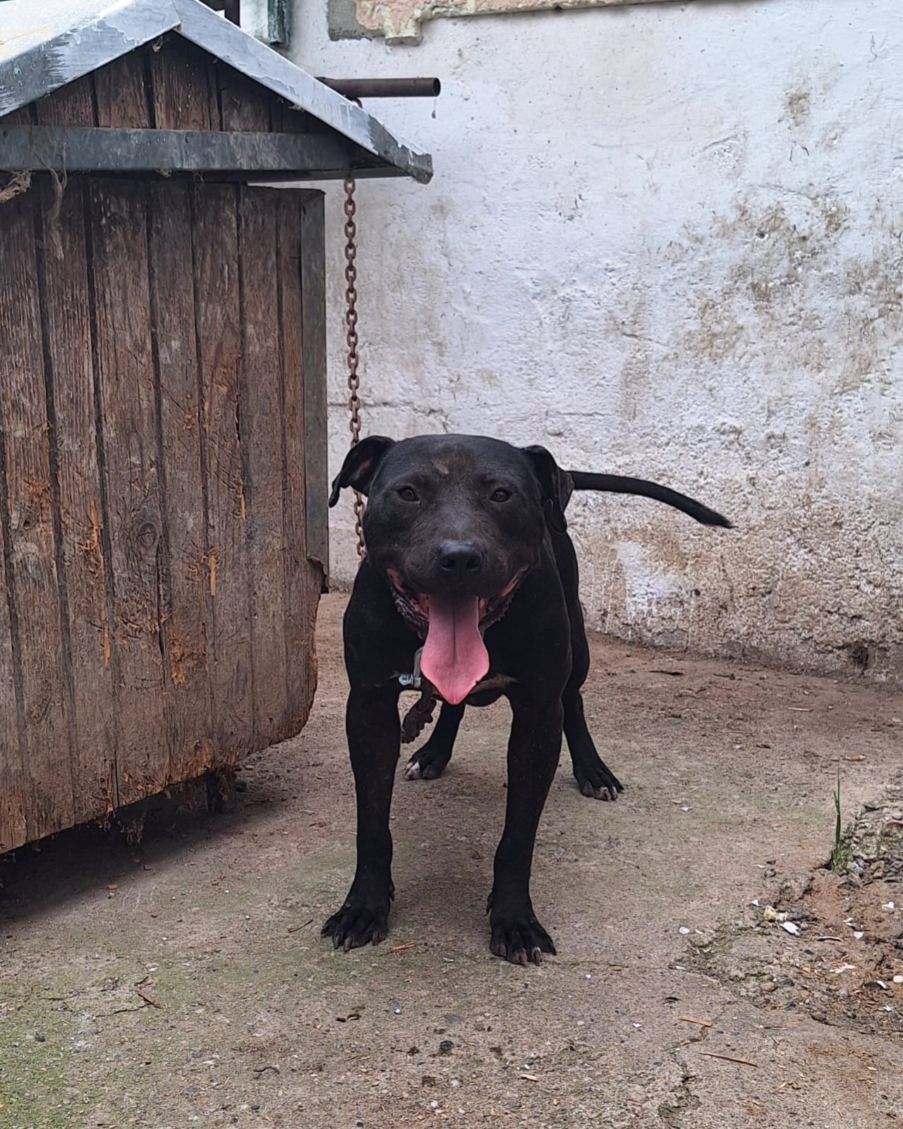 Photo of the dog