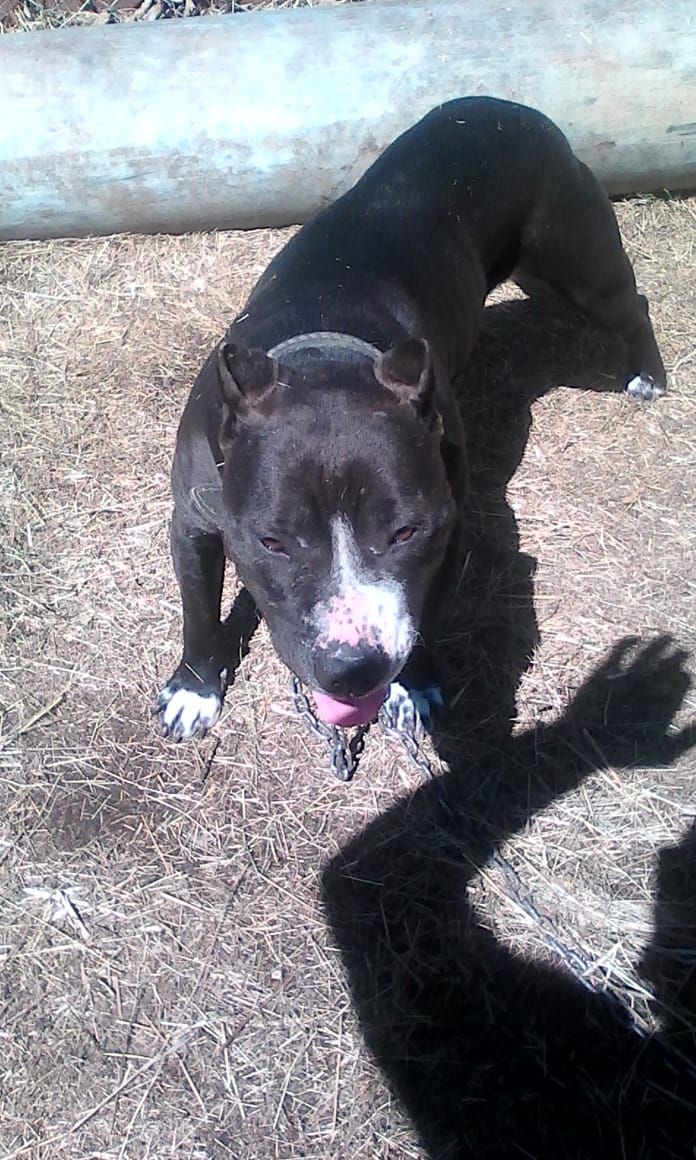 Photo of the dog