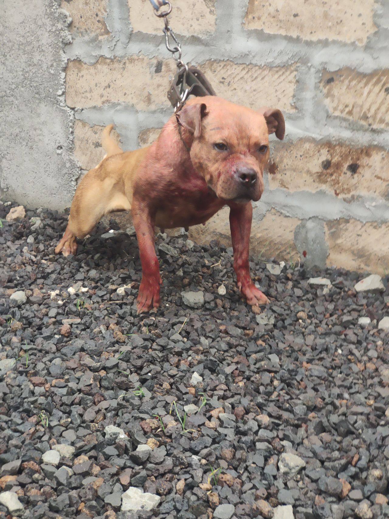 Photo of the dog