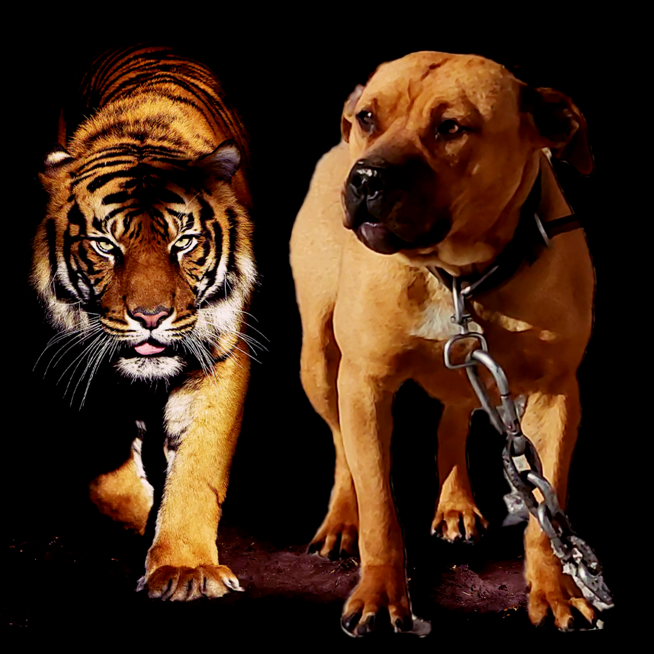 Photo of the dog