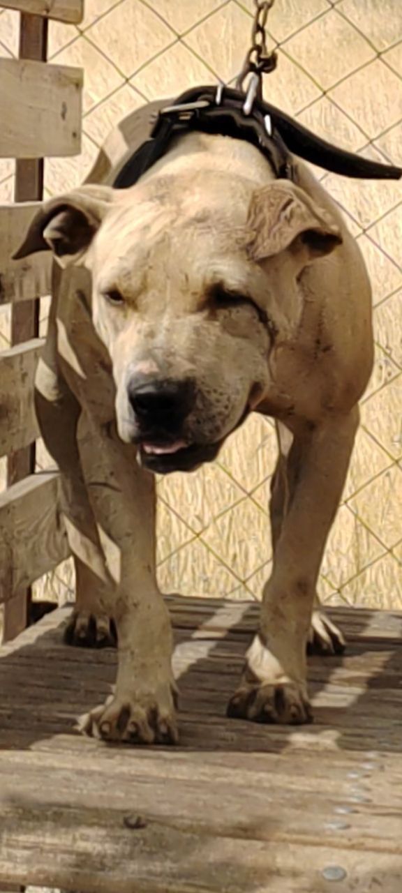 Photo of the dog