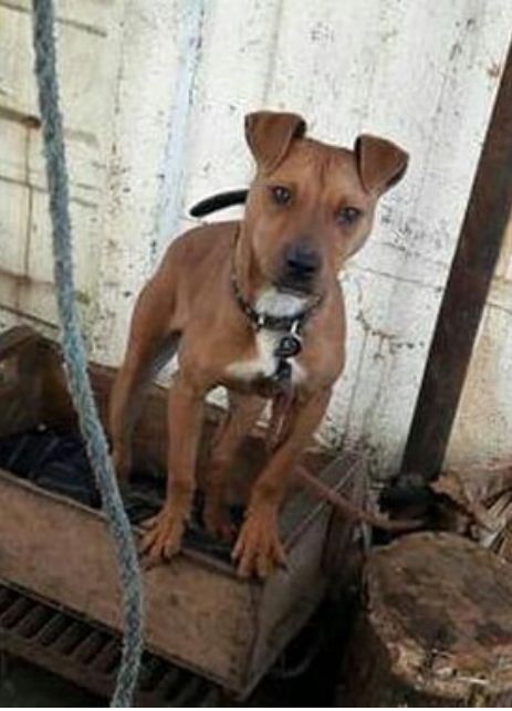 Photo of the dog