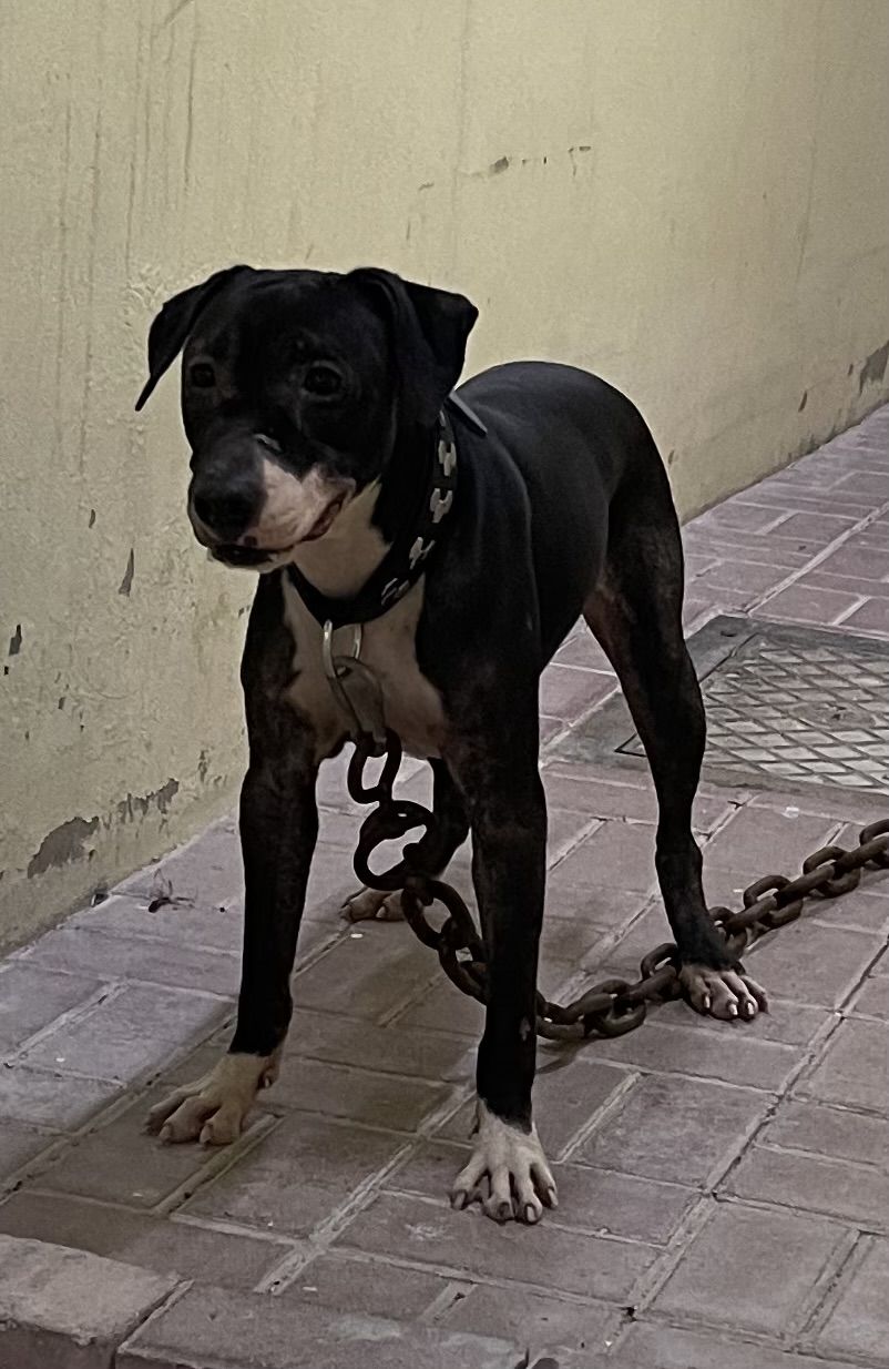 Photo of the dog