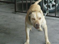 Photo of the dog