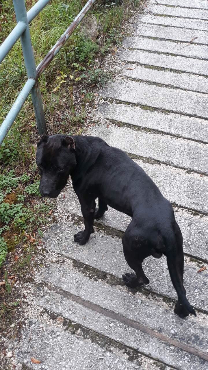 Photo of the dog