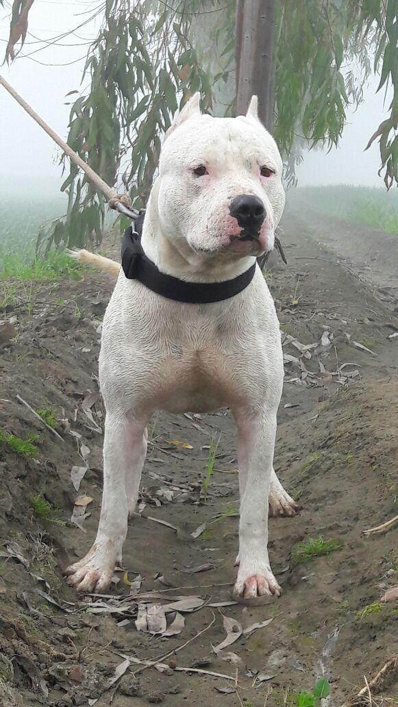 Photo of the dog
