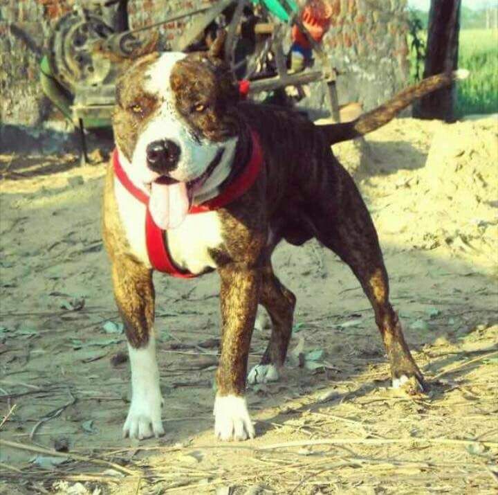 Photo of the dog
