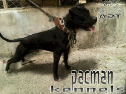 Photo of the dog