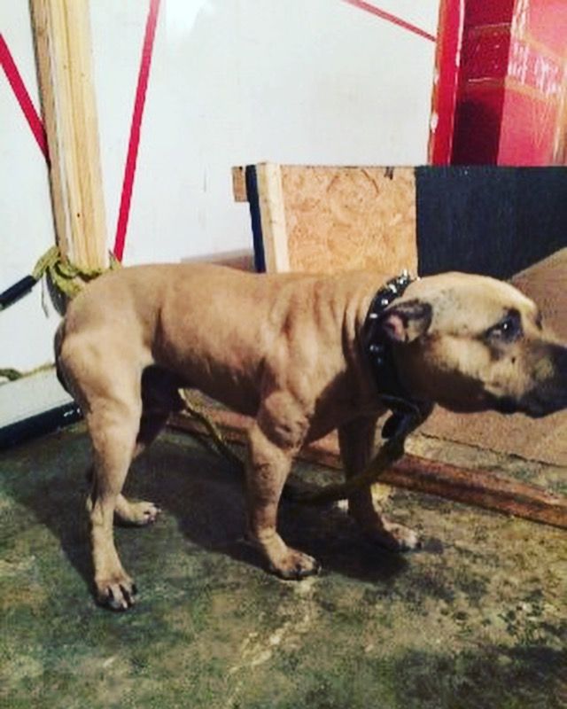 Photo of the dog