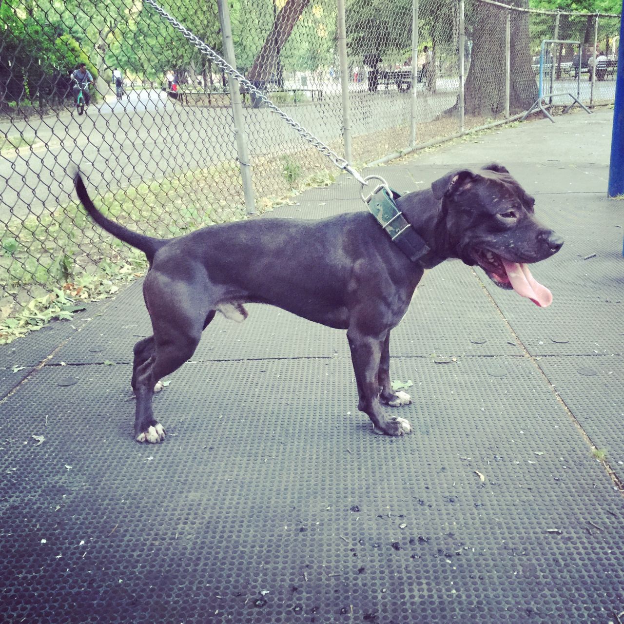 Photo of the dog