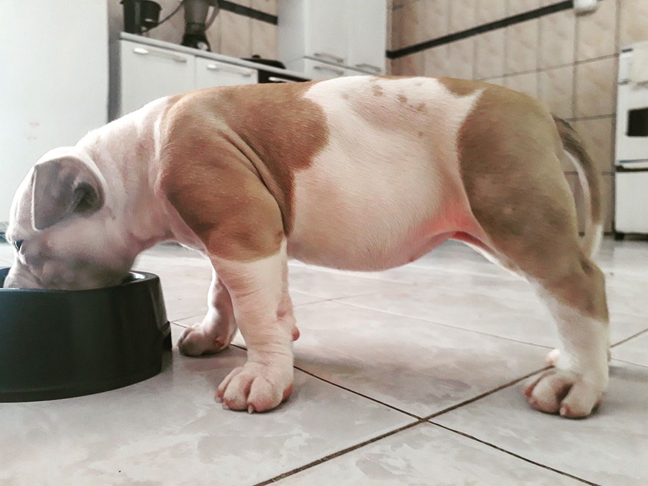 Photo of the dog