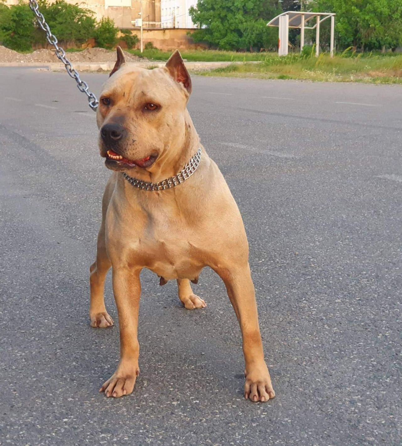 Photo of the dog