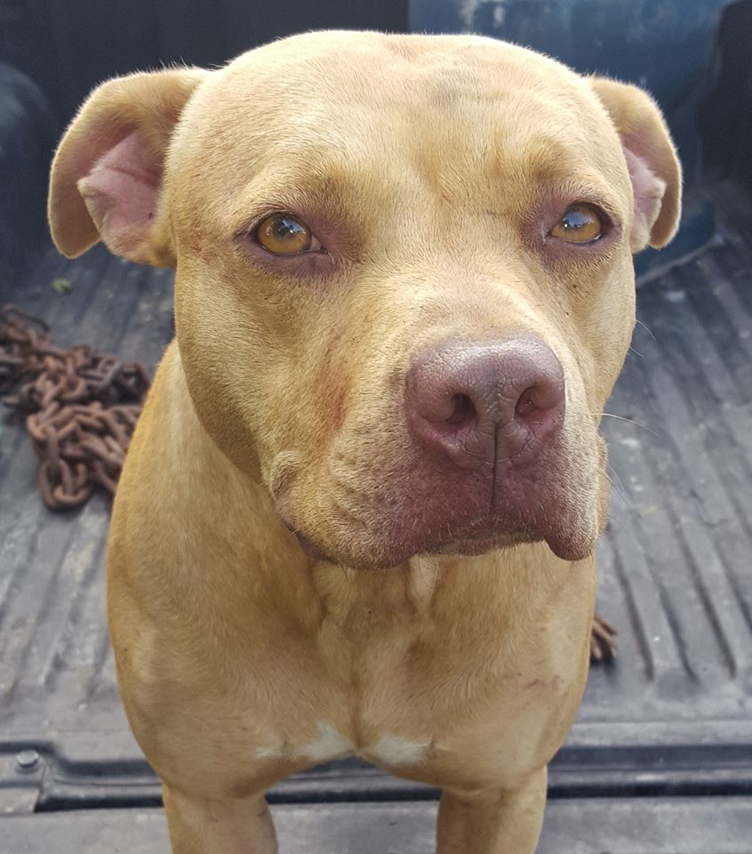 Photo of the dog
