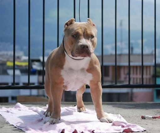 Photo of the dog