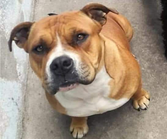 Photo of the dog