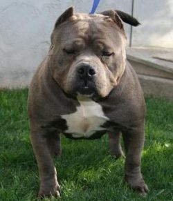 Photo of the dog