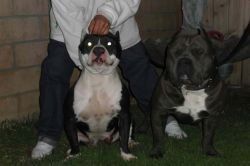 Photo of the dog