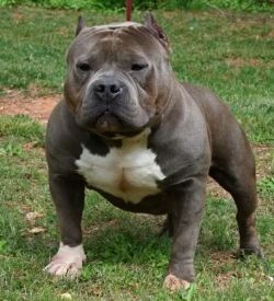 Photo of the dog