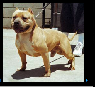 Photo of the dog