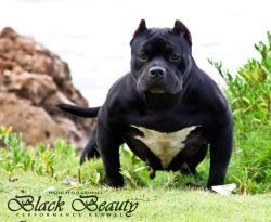 Photo of the dog