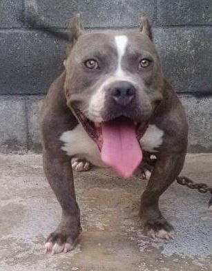 Photo of the dog