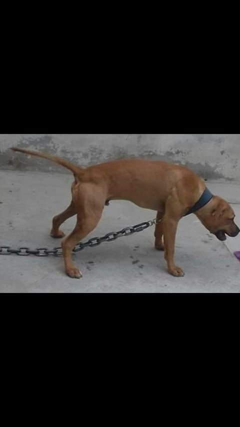 Photo of the dog