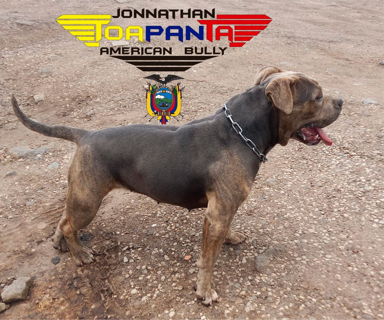 Photo of the dog