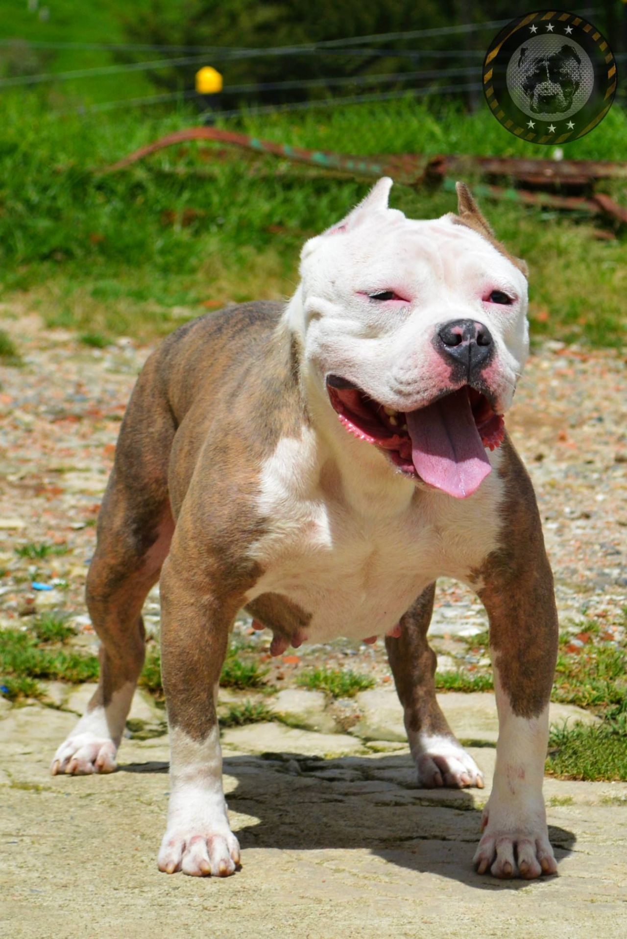 Photo of the dog