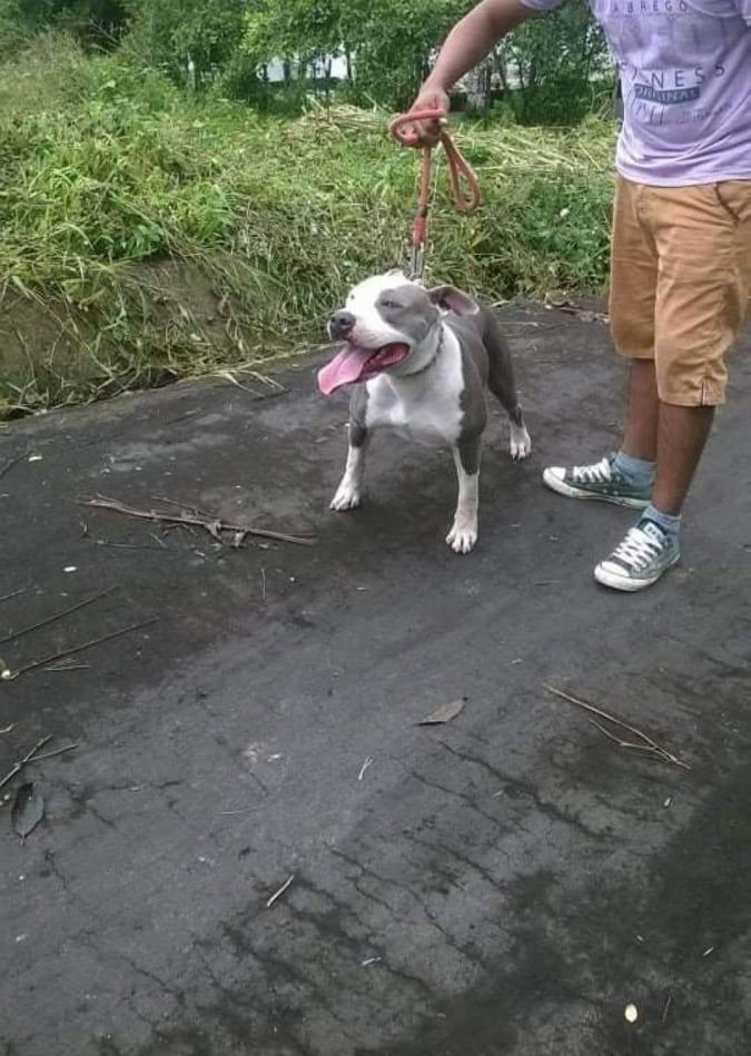 Photo of the dog