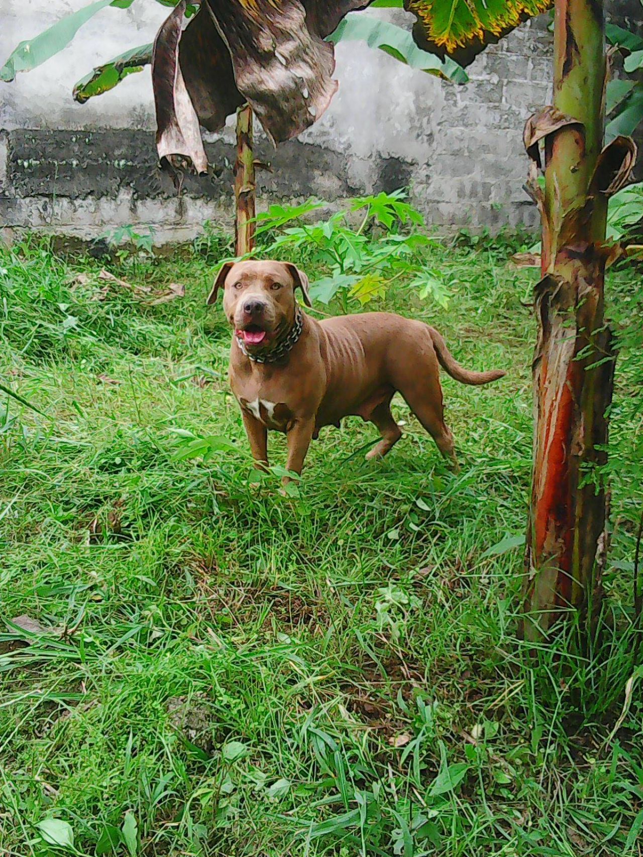 Photo of the dog