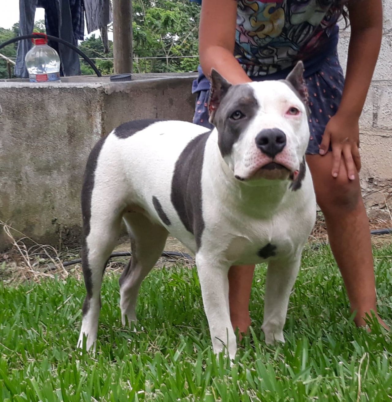 Photo of the dog