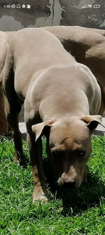 Photo of the dog