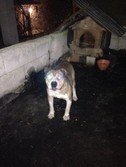 Photo of the dog