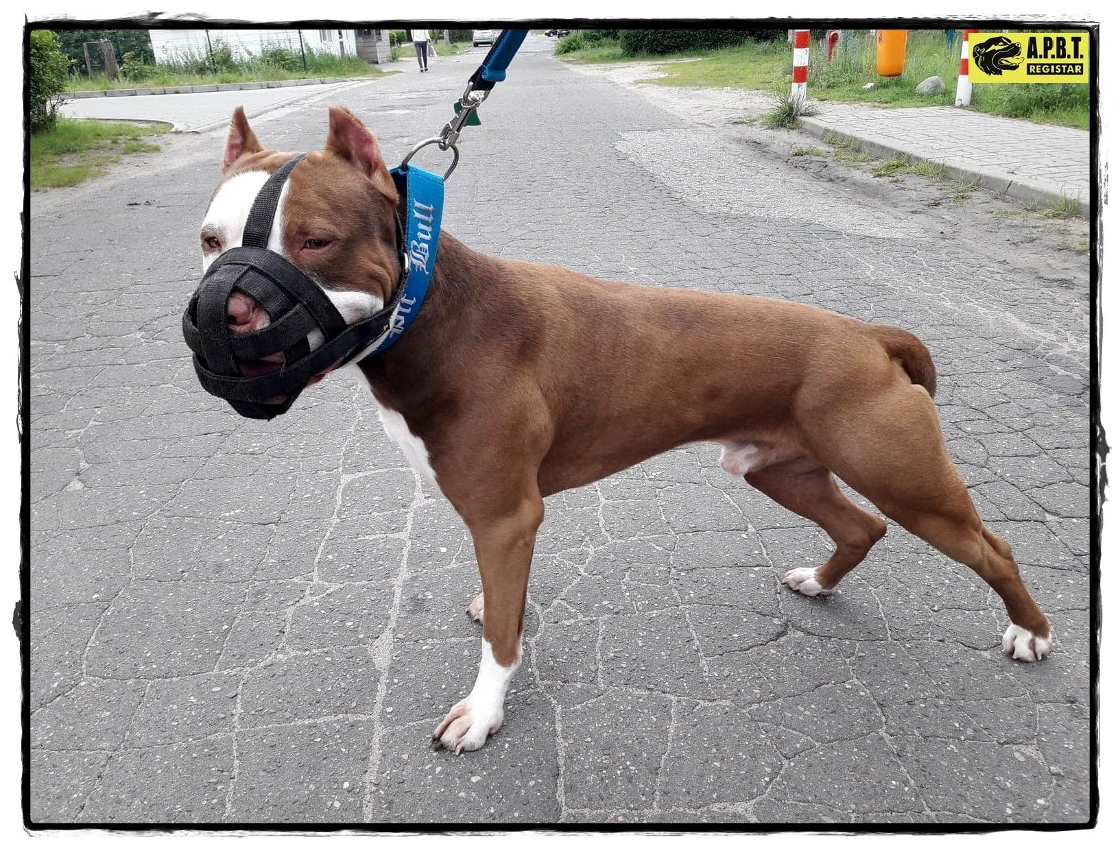 Photo of the dog