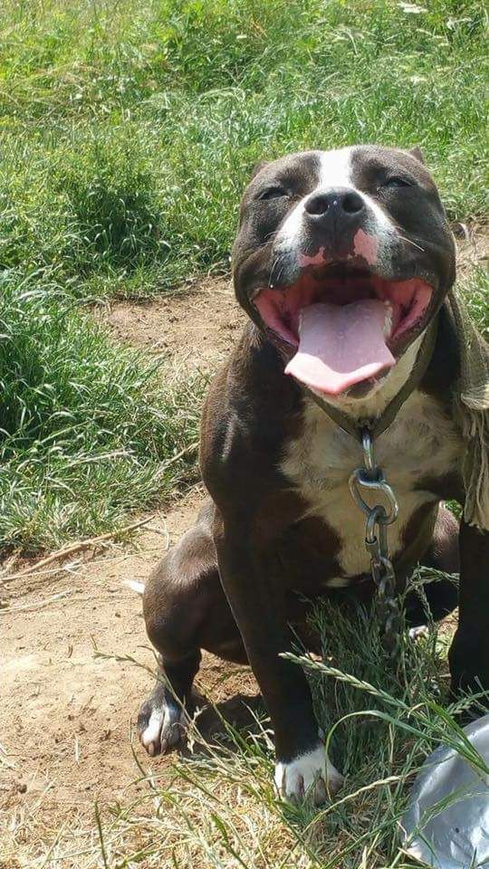 Photo of the dog