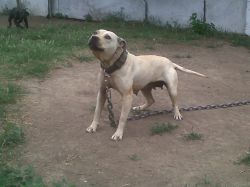 Photo of the dog