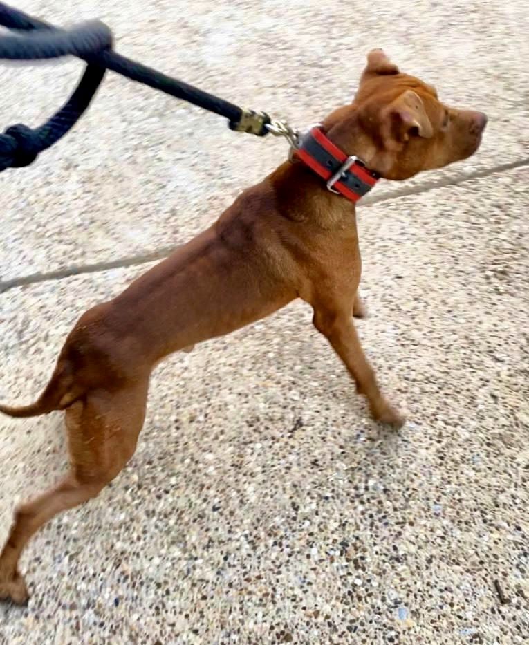 Photo of the dog