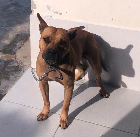 Photo of the dog