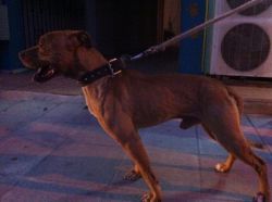 Photo of the dog