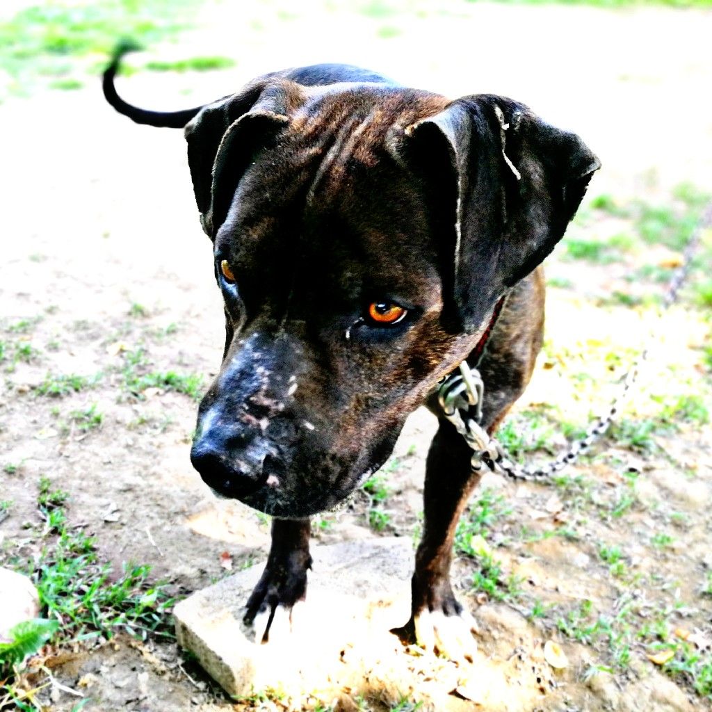Photo of the dog