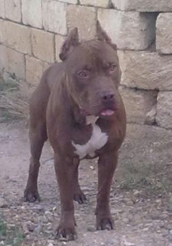 Photo of the dog