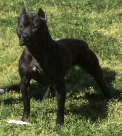 Photo of the dog
