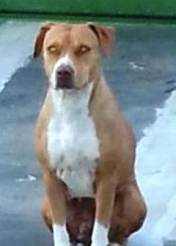 Photo of the dog