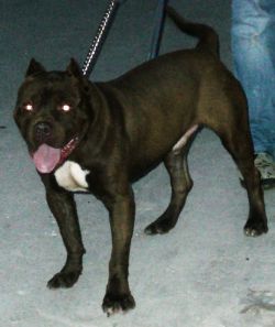 Photo of the dog