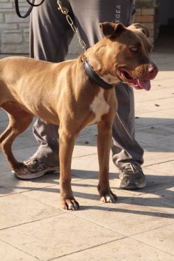 Photo of the dog