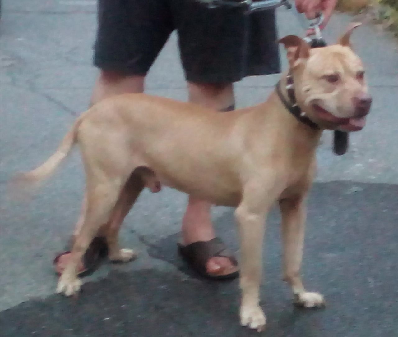 Photo of the dog